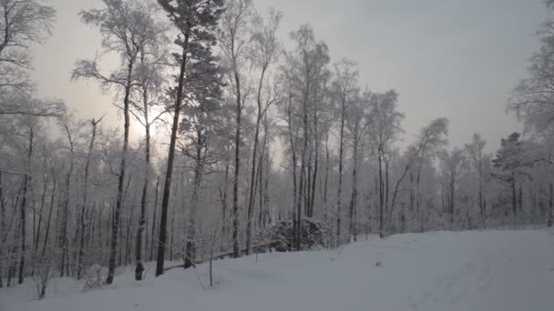 Camino en el bosque de invierno Metraje De Stock Sin Royalties Gratis