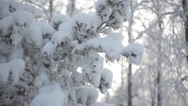 Ramas nevadas congeladas Clip De Vídeo