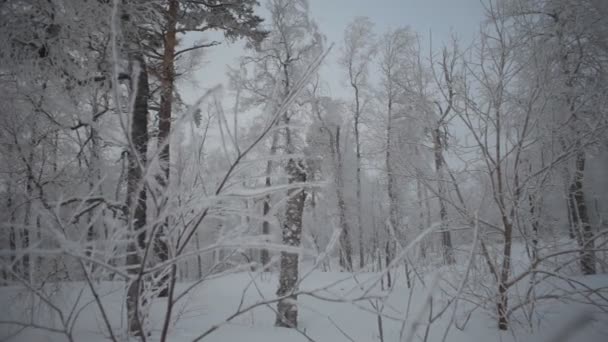 Invierno bosque nevado Metraje De Stock