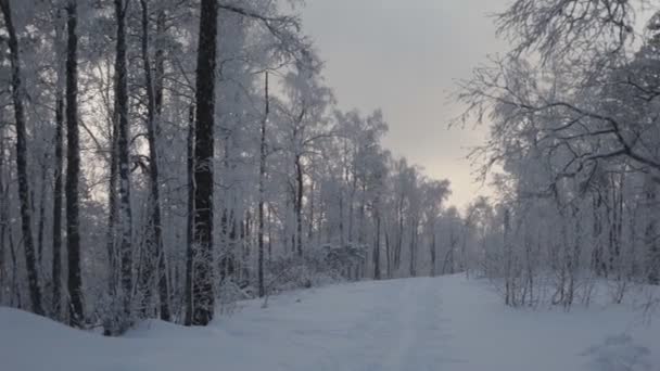 Route dans la forêt d'hiver — Video