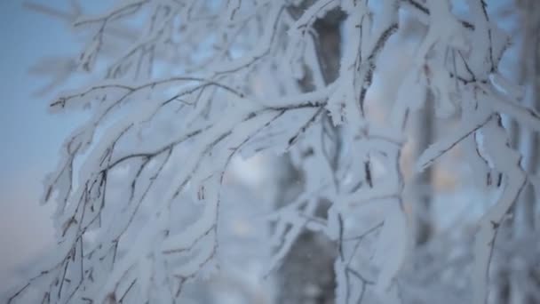 Ramas nevadas congeladas Metraje De Stock