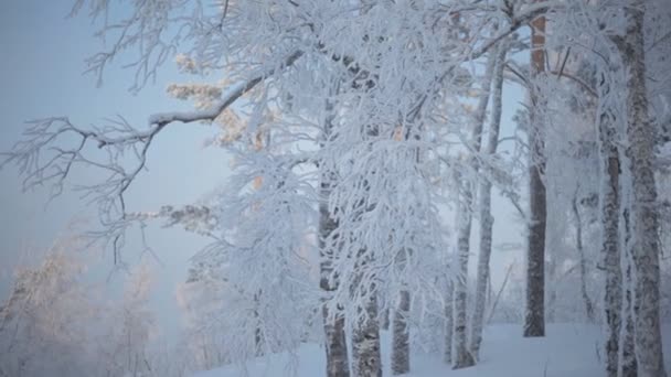 Заморожені snowy гілок — стокове відео