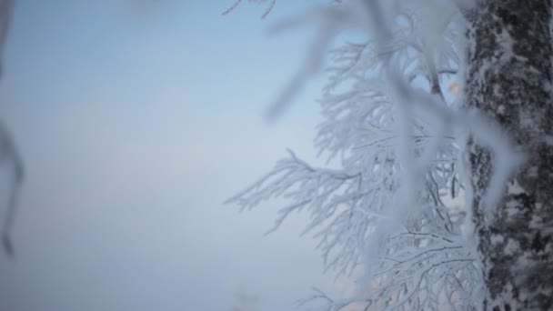 Замерзшие снежные ветви Стоковый Видеоролик