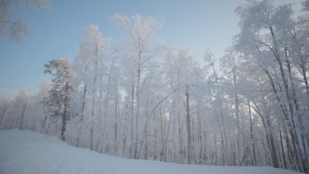 Invierno bosque nevado Vídeo De Stock