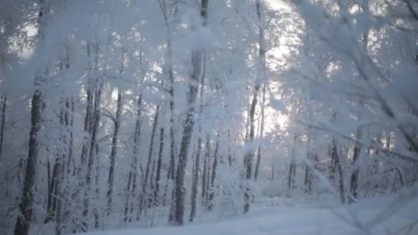 Ramas nevadas congeladas Vídeo De Stock