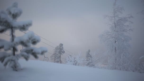 Un petit arbre de Noël — Video