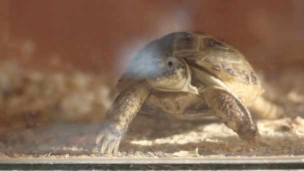 Schildkröte zu Hause — Stockvideo