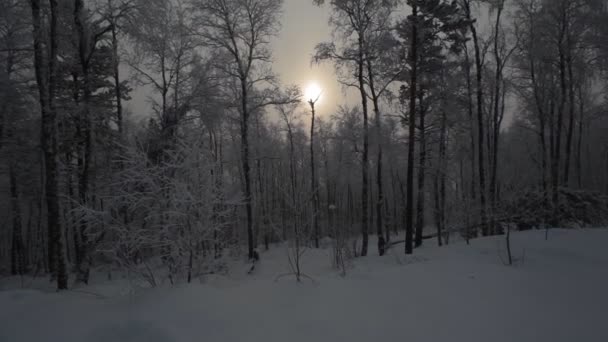 Зимний снежный лес — стоковое видео