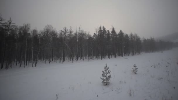 Зимний лес и поле Лицензионные Стоковые Видео