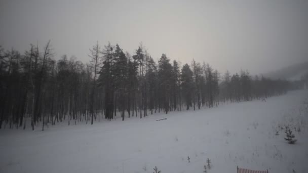 Зимовий ліс і поле — стокове відео