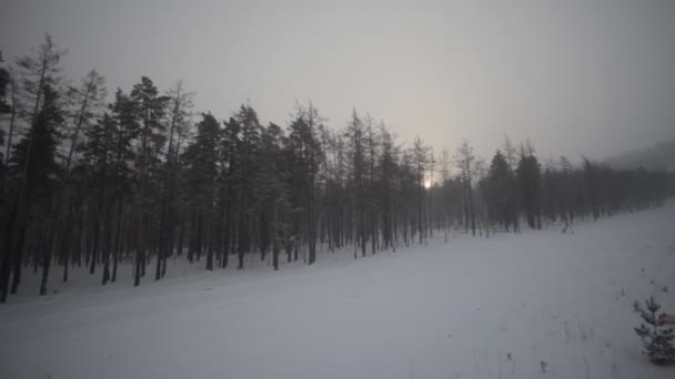 Bosque y campo de invierno Metraje De Stock Sin Royalties Gratis