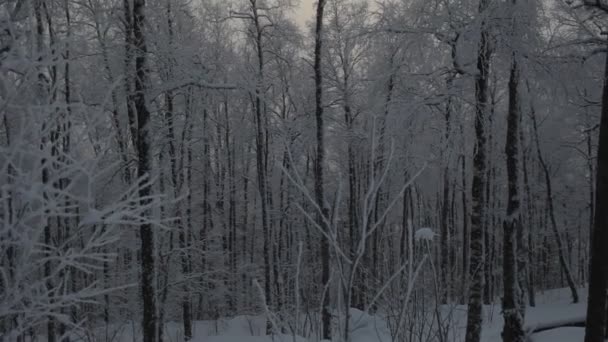 Зима сніжна ліс — стокове відео