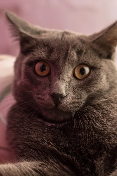 sürpriz bakışla Gri kedi
