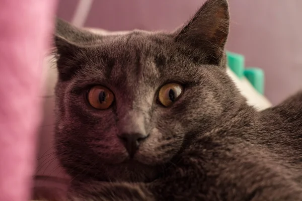 gray cat with surprised look