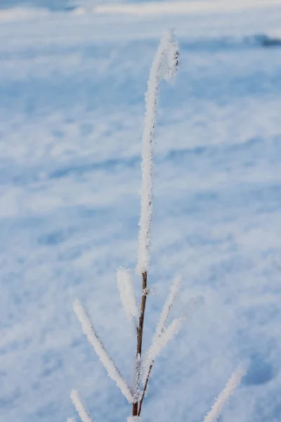 Krzewy pokryte śniegiem — Zdjęcie stockowe