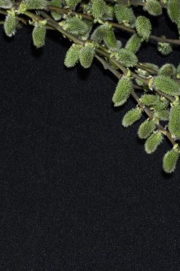 Paskalya willow siyah bir zemin üzerine