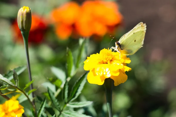 Butterfly sits on a flower — Stock Photo, Image