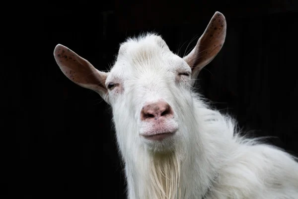 White goat on a black background — Stock Photo, Image