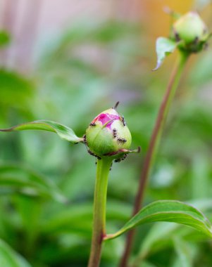 Karıncalar üzerinde bir çiçek tomurcuk