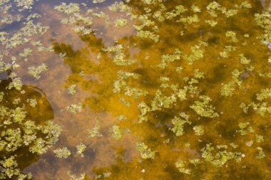 Bataklık içinde su