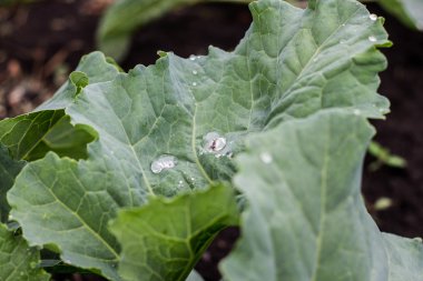 yapraklarda çiy damlaları