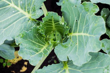 yapraklarda çiy damlaları