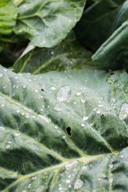 yapraklarda çiy damlaları