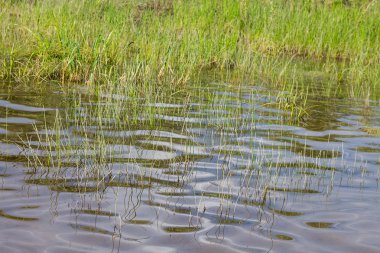 Yaz Sibirya orman nehir kenarında