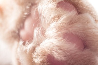 kırmızı kedi, yakın plan.