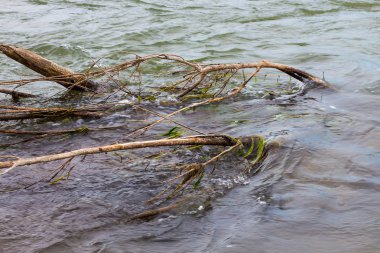 Yaz Sibirya orman nehir kenarında