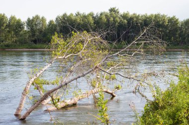 Yaz Sibirya orman nehir kenarında