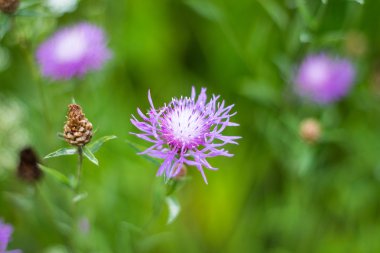 Kır çiçeği yakın çekim