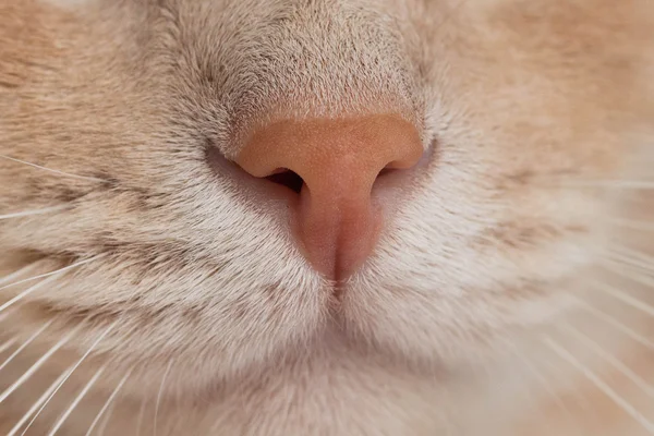 Gato vermelho close-up — Fotografia de Stock