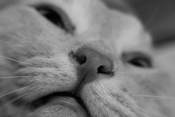 Rode kat close-up — Stockfoto