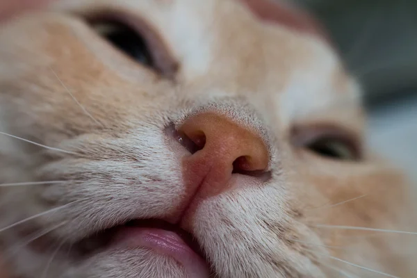 Gato vermelho close-up — Fotografia de Stock