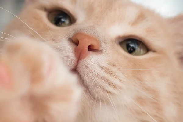 Gato vermelho close-up — Fotografia de Stock