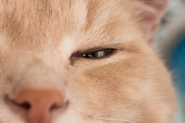 Червоний кіт Закри — стокове фото