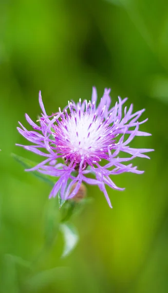 Flor silvestre primer plano — Foto de Stock