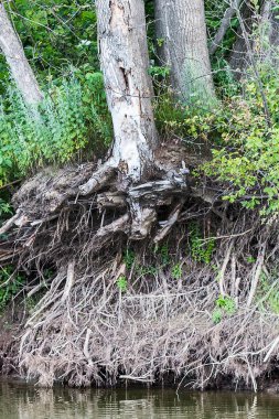 Nehrin yanında eski düşmüş ağaç