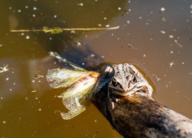 Bataklıktaki kurbağa.