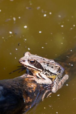 Bataklıktaki kurbağa.