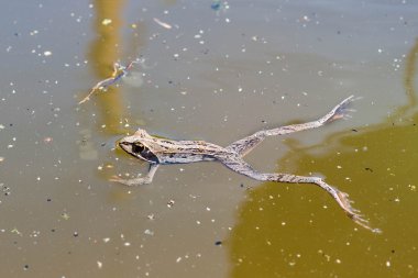 Bataklıktaki kurbağa.