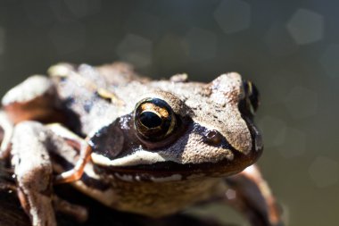Bataklıktaki kurbağa.