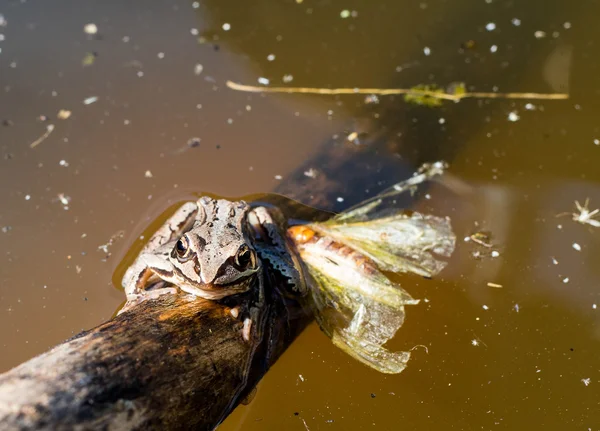 Kikker in het moeras — Stockfoto