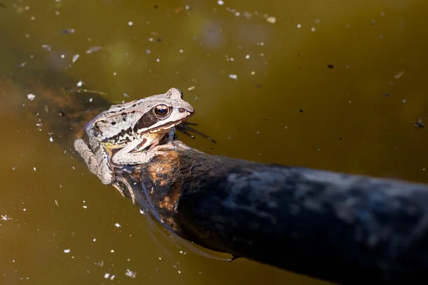 Sapo no pântano — Fotografia de Stock