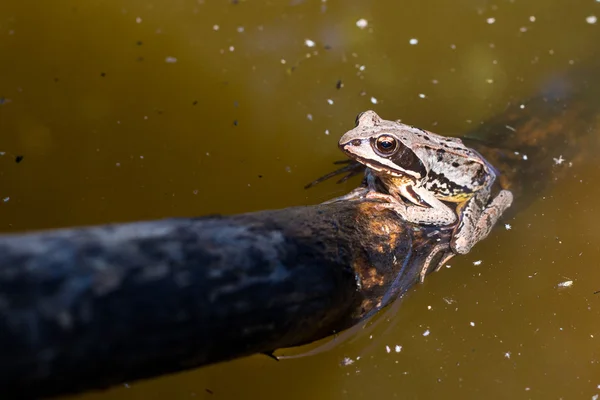 Kikker in het moeras — Stockfoto