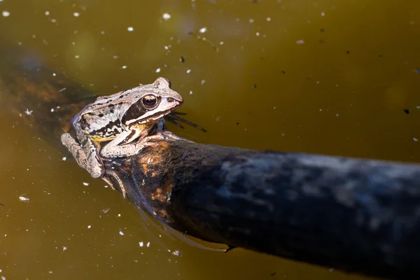 Kikker in het moeras — Stockfoto