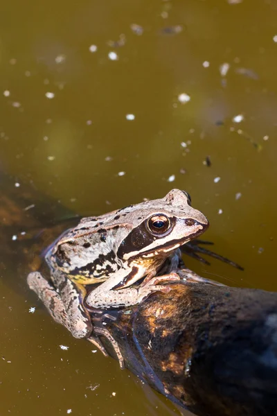 Жаба в болоті — стокове фото
