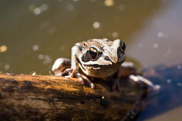 Kikker in het moeras — Stockfoto