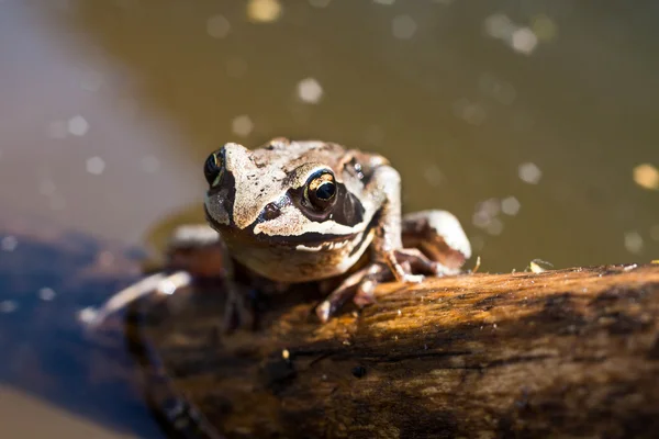 Kikker in het moeras — Stockfoto